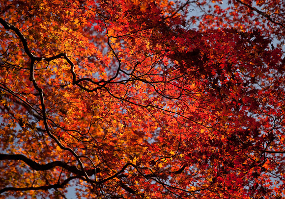 Red Maple Leaves; Ehime, Japan