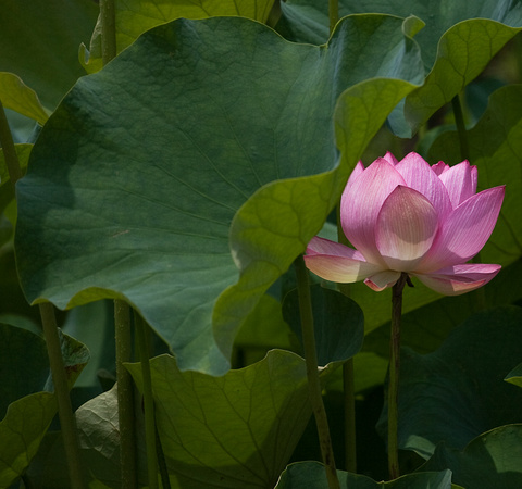 Lotus Flower - Makino Botanical Garden; Kochi,